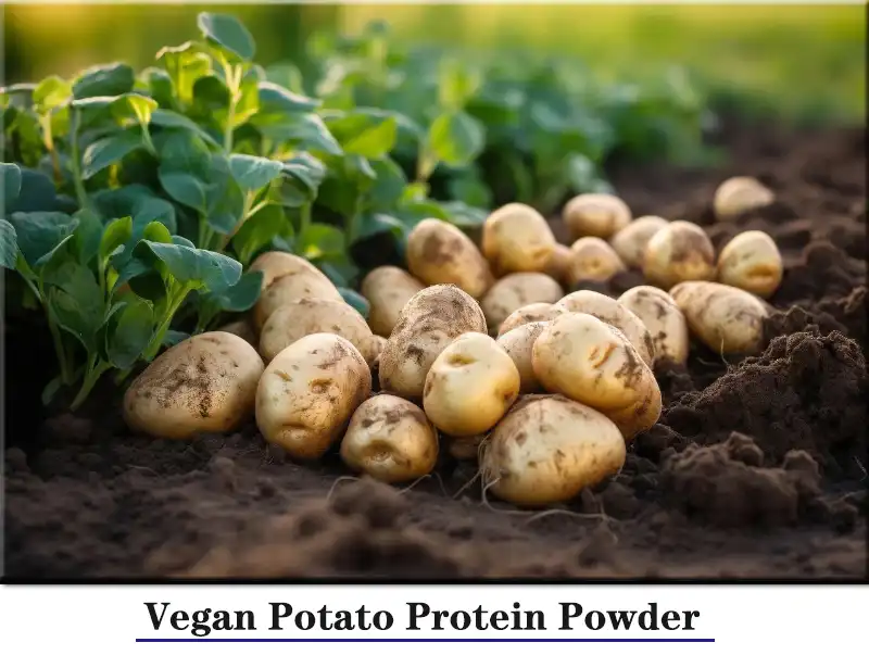 Vegan Potato Protein.jpg